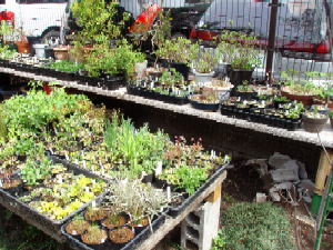 山野草と茶花 国分寺のお花屋さん 谷合園芸 - Online