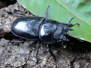 DORCUS POCKET