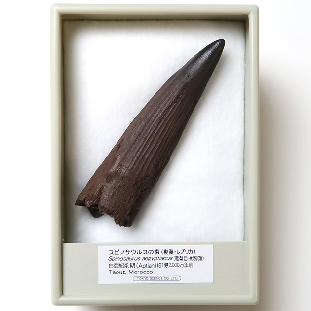 恐竜レプリカ｜化石標本・分売｜化石販売・鉱物販売の東京サイエンス