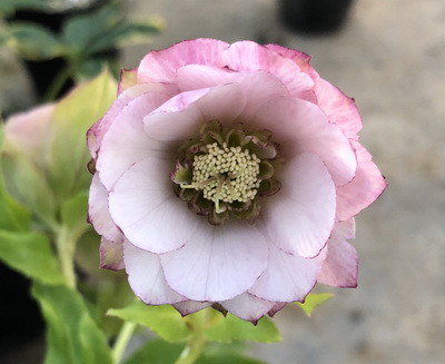 クリスマスローズのダブル（八重） 種通信販売 ＞ クリスマスローズ