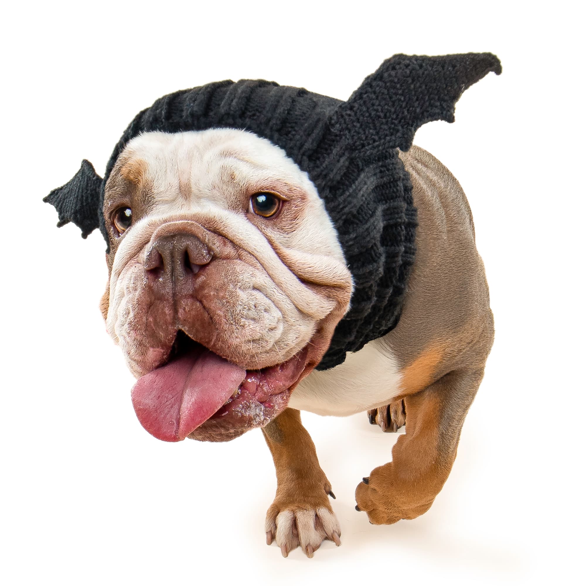 Bat Zoo Snood - The Viral Cute Crochet Dog Snood Costume to Keep