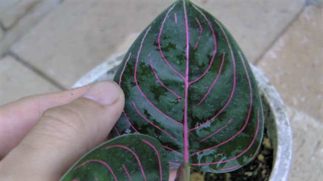 黒質葉アチェ産 Aglaonema 