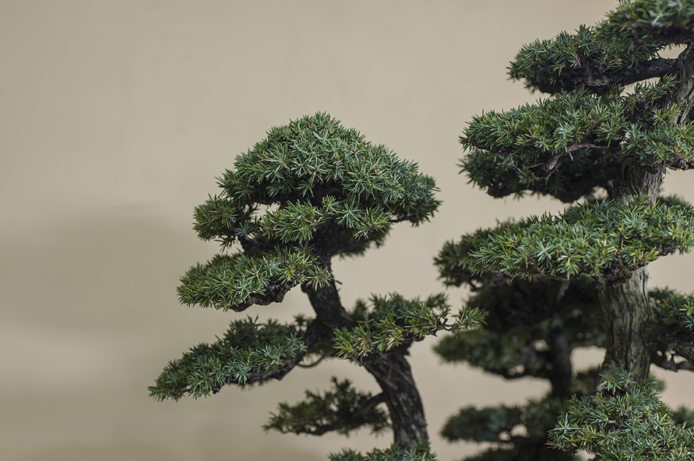 杜松（としょう）｜松柏盆栽 ｜ 盆栽芸術家・秋山実（BONSAI Artist