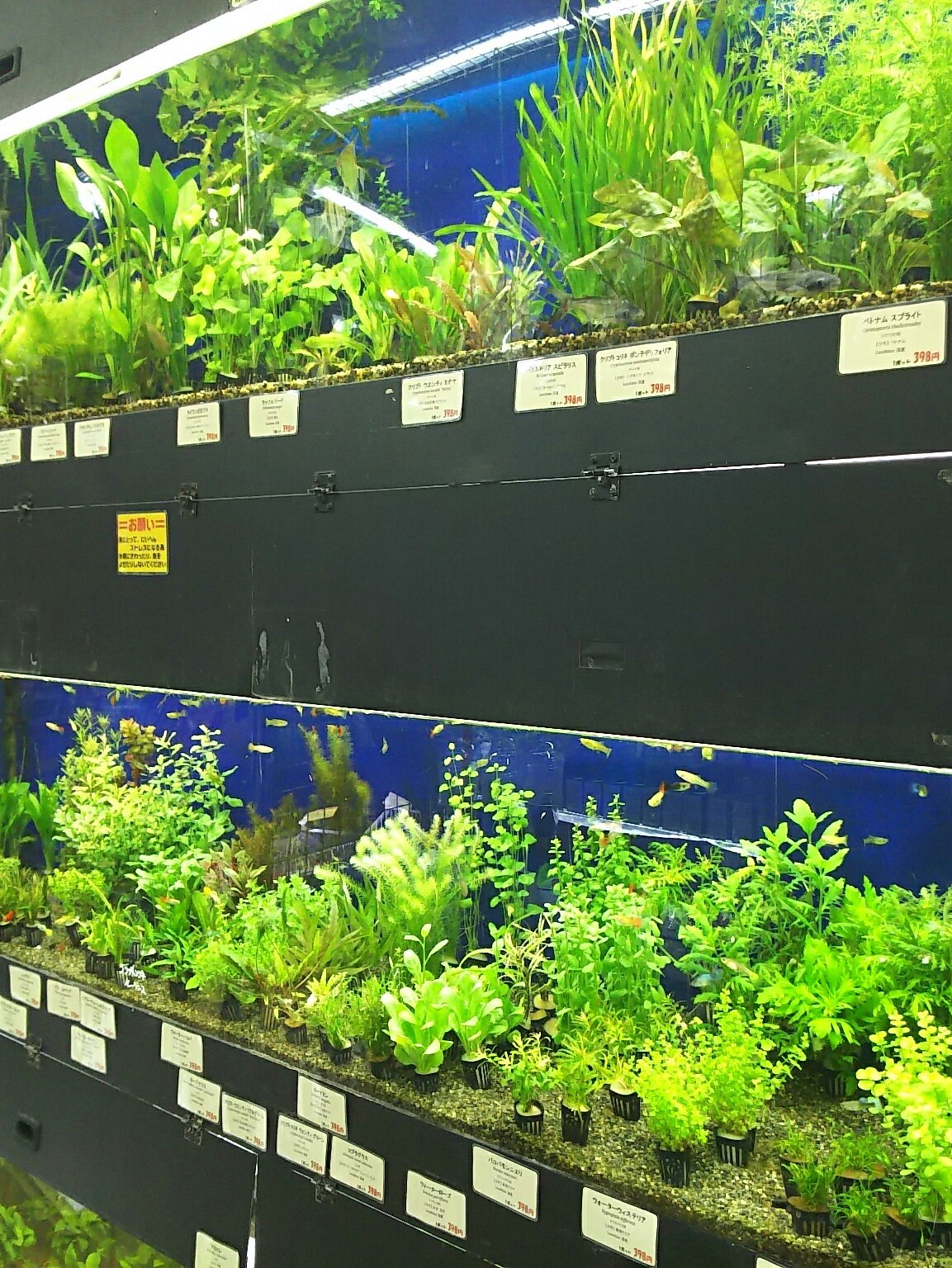 水草 お勧め6ポット（6種類）セット 【アクアフィールド】熱帯魚・水草