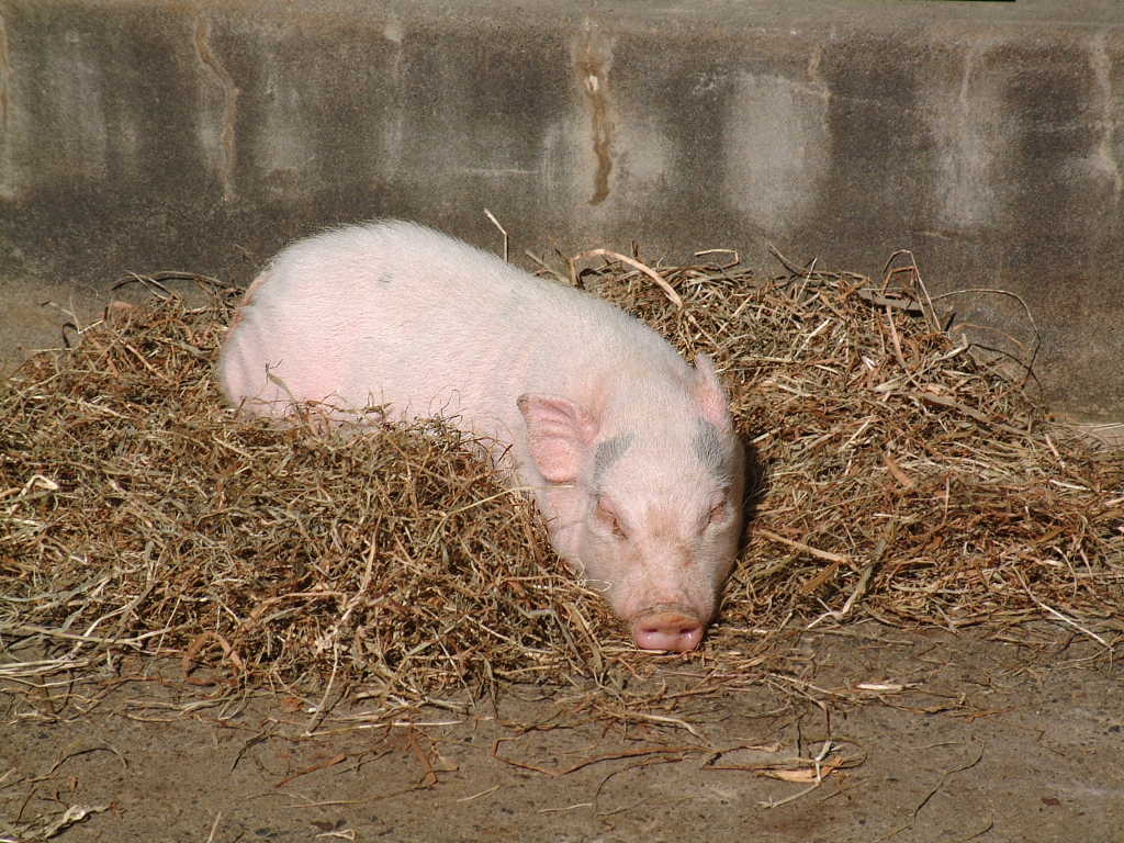 ミニブタ（ポットベリーピッグ） - 動物図鑑 - 動物写真のホームページ