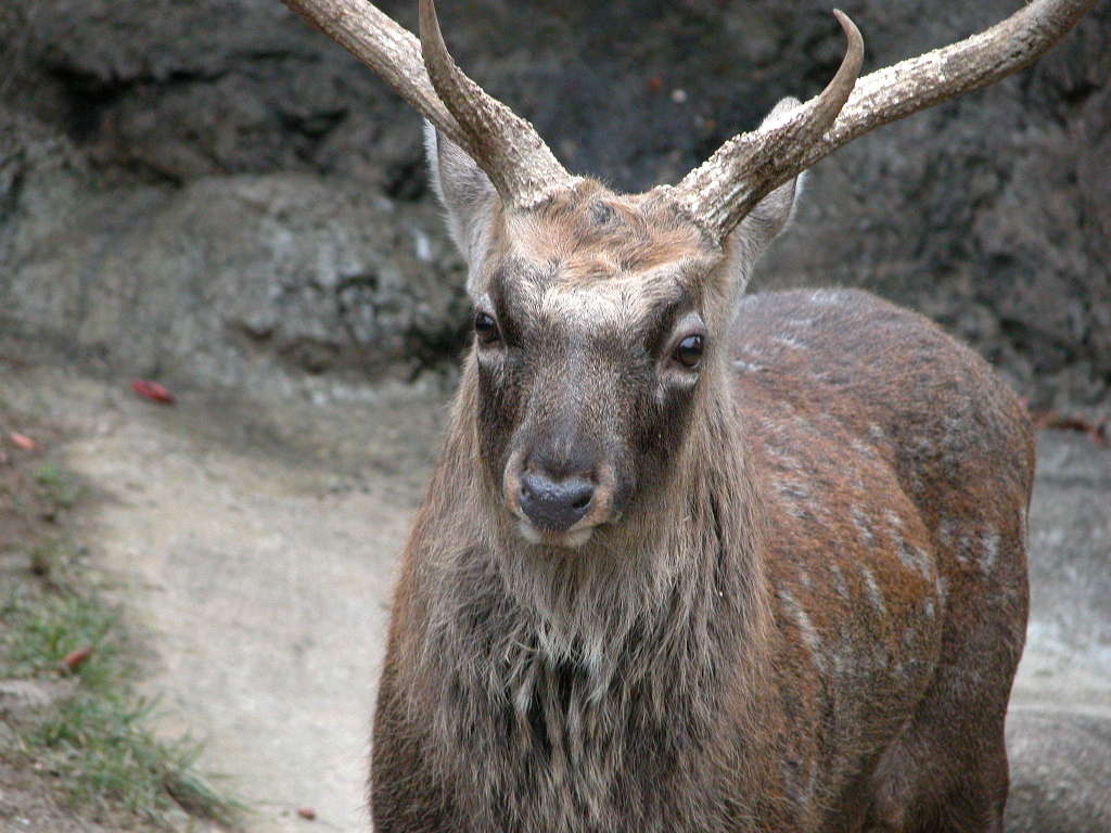 エゾシカ（蝦夷鹿） - 動物図鑑 - 動物写真のホームページ