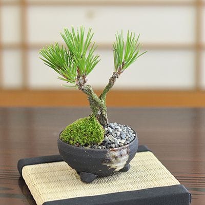 ミニ錦松の盆栽を販売｜盆栽妙 – 盆栽妙 本店