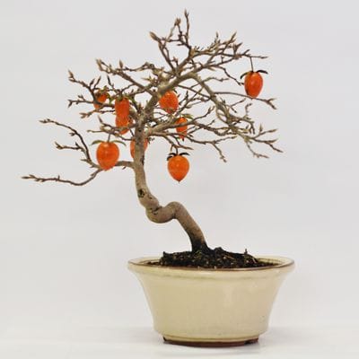 老爺柿 1点もの No.373の盆栽を販売｜通信講座は盆栽妙 – 盆栽妙 本店