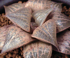 カクタスニシ Cactus and Succulent