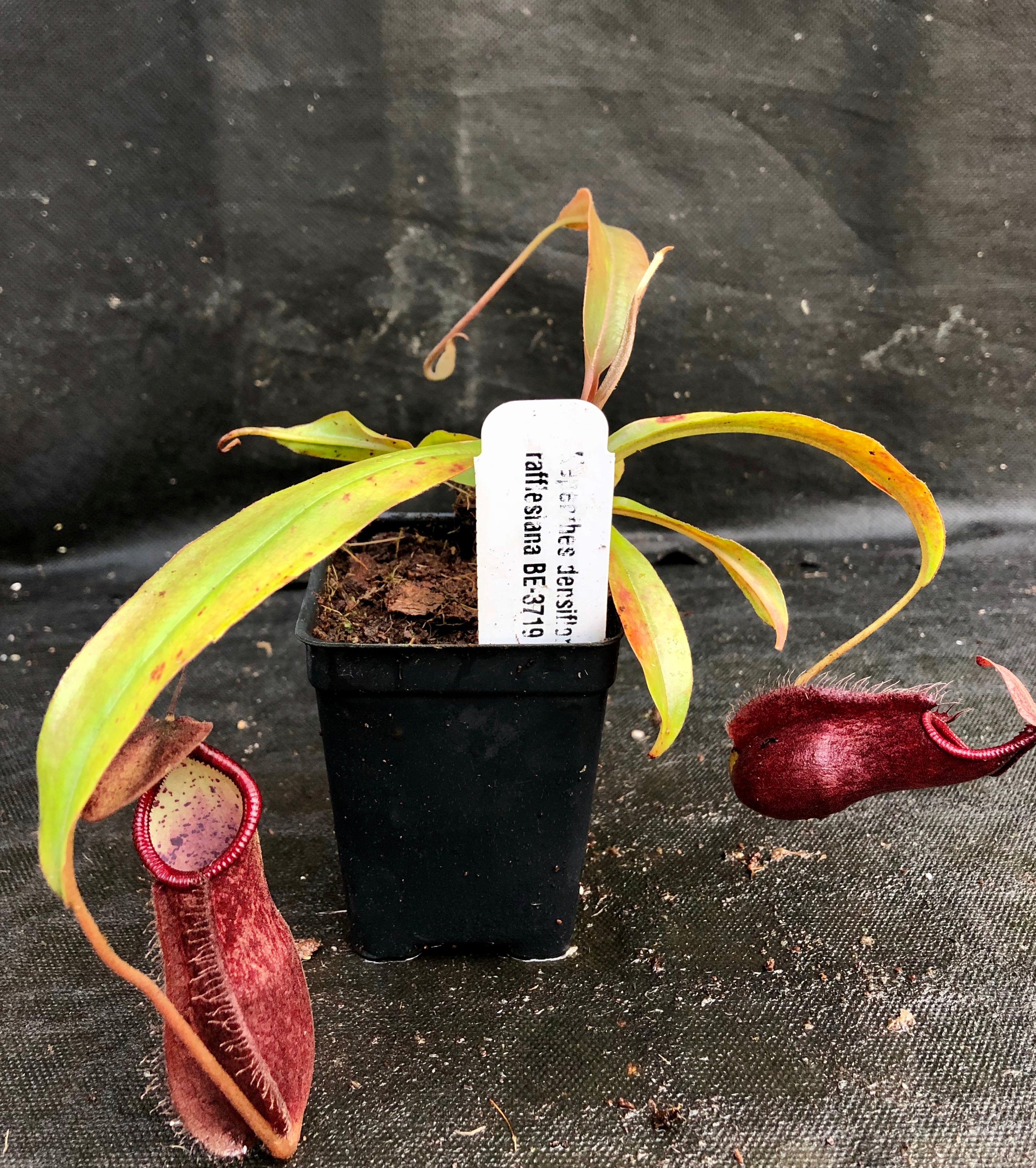 Nepenthes densiflora x rafflesiana, BE-3719 – Carnivero