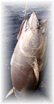 マーリン カジキ 株式会社 カーペンター ルアー 釣り GTフィッシング