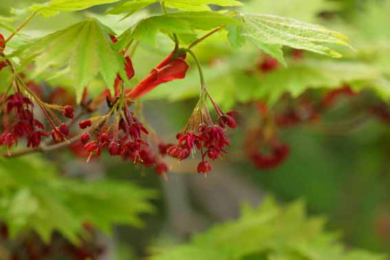 ヤマモミジ,山紅葉,Acer palmatum var.matsumurae,カエデ科カエデ属,苗