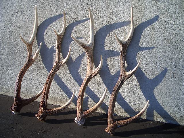 蝦夷鹿の角 蝦夷鹿の角 7本 No.2093『鹿角16本セット』