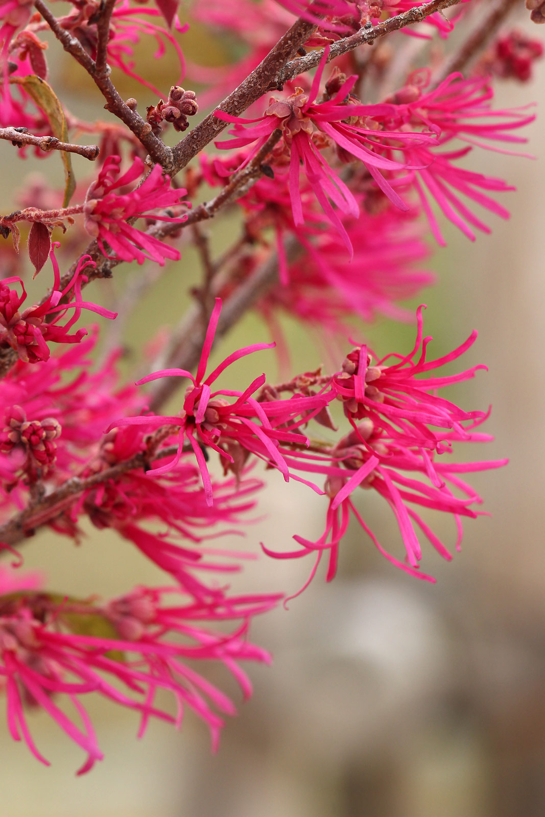 お花の写真集 / ベニバナトキワマンサク(紅花常盤万作)