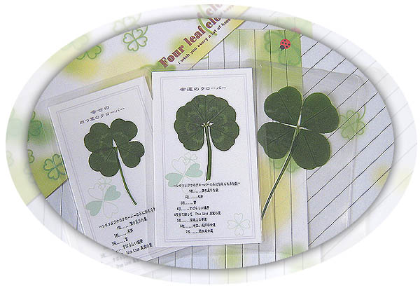 四葉 4つ ラミネート 四葉4つラミネート