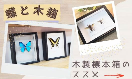 木製標本箱のすすめ , 蝶の標本 販売・通販のNatureShop|モルフォや