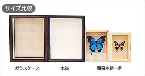 メネラウスモルフォ , 蝶の標本 販売・通販のNatureShop|モルフォや