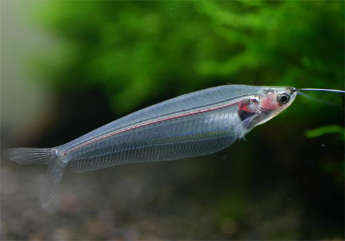 意外と知らない！？混泳可能なカッコ良い熱帯魚5選！ - 熱帯魚