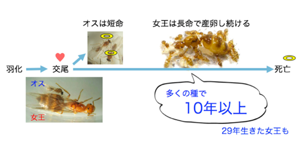 プレスリリース - 女王アリの精子貯蔵器官ではたらく遺伝子を特定 〜10