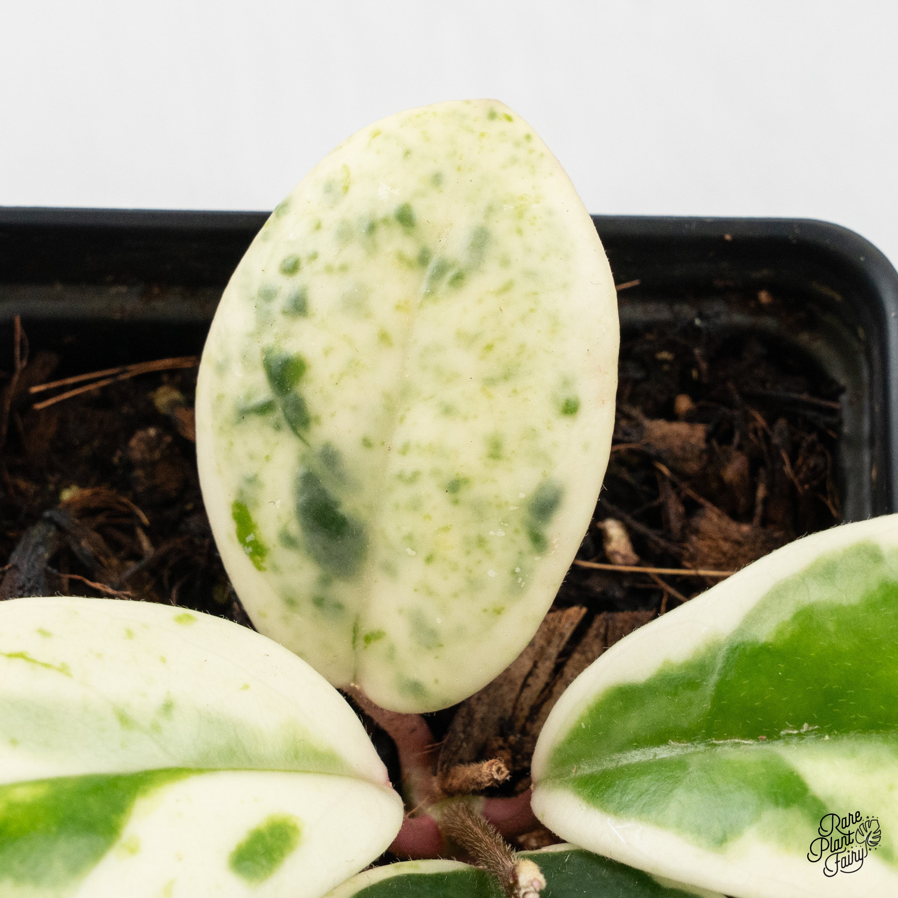 Hoya Carnosa 'Madara' (aka 'Snow Angel') (wk2-B) – Rare Plant Fairy