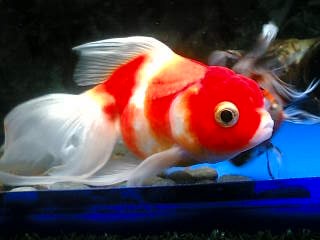 金魚/他の「桜」系の金魚たち