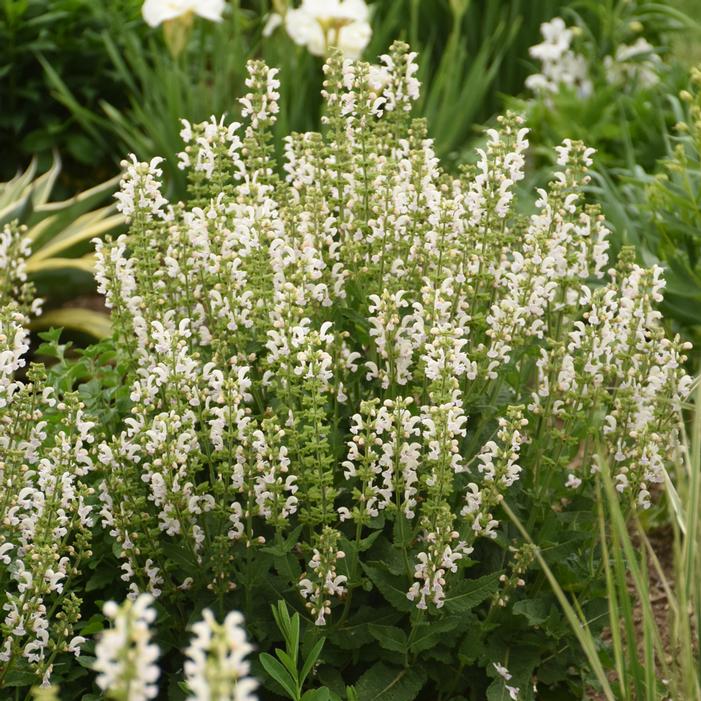 Color Spires® Snow Kiss Meadow Sage | Sooner Plant Farm