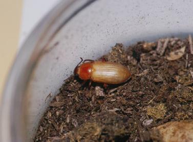 静岡の身近な昆虫たち ゴミムシダマシ（8）