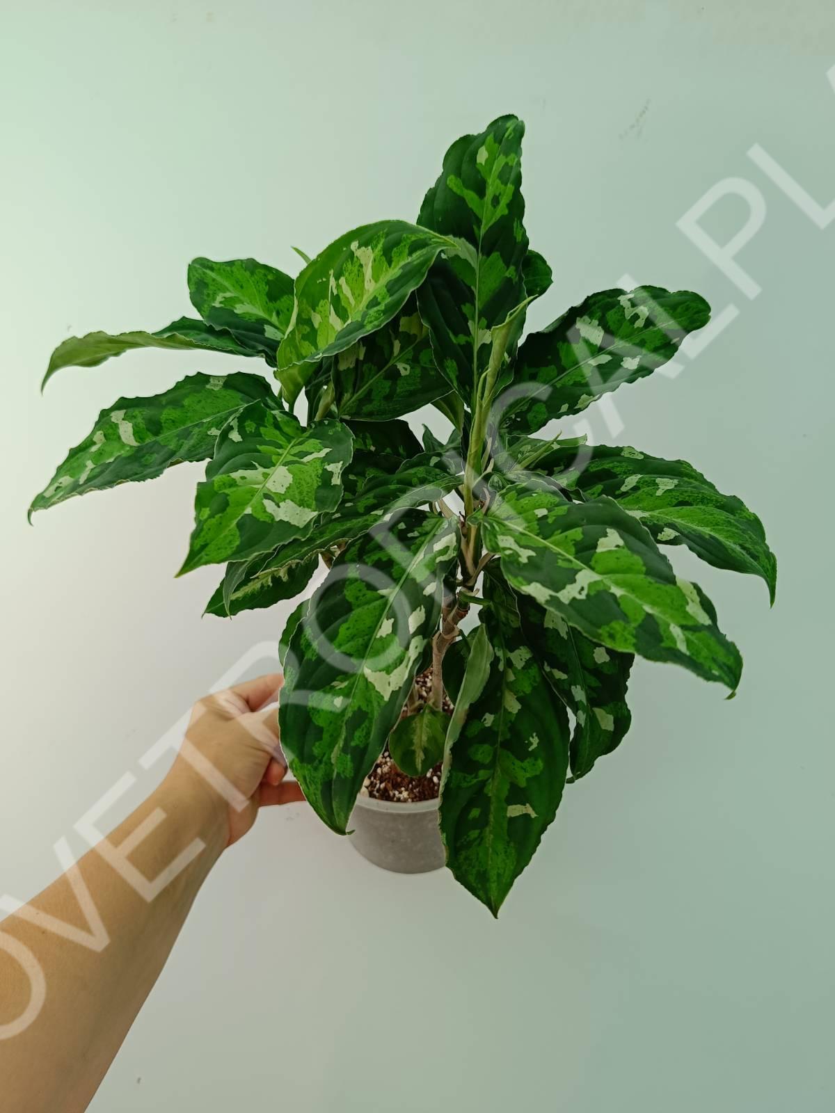 Aglaonema pictum tricolor XXL | Welovetropicalplants