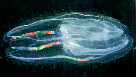 Rainbow Jellyfish | WorleyGig.com