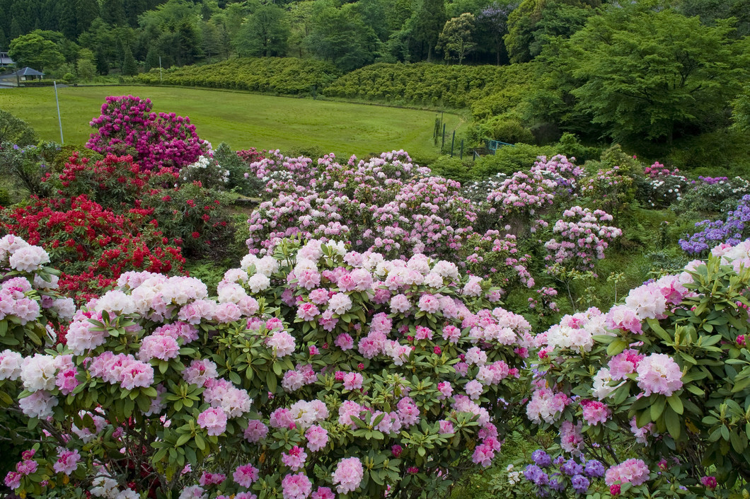 石楠花｜21世紀の森・紀伊半島森林植物公園｜奈良大和路の花のみどころ
