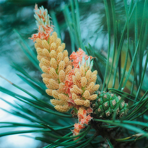 アカマツヨーロッパ ｜ プラナロム精油の卸販売 – PRANAROM商品仕入