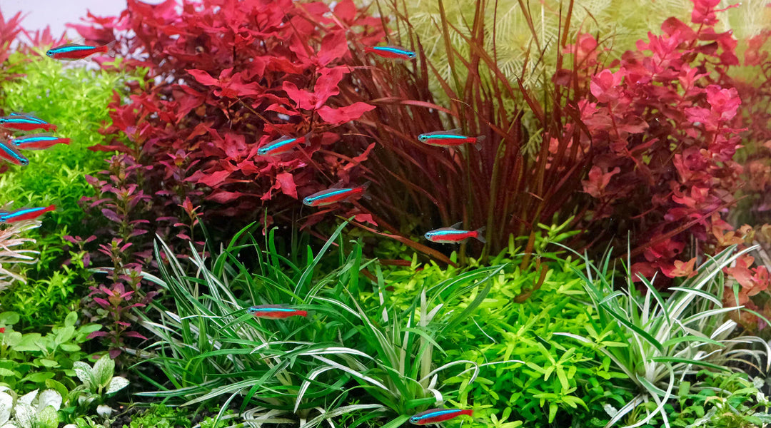 ホットトピック - THE 2HR AQUARIST JAPAN