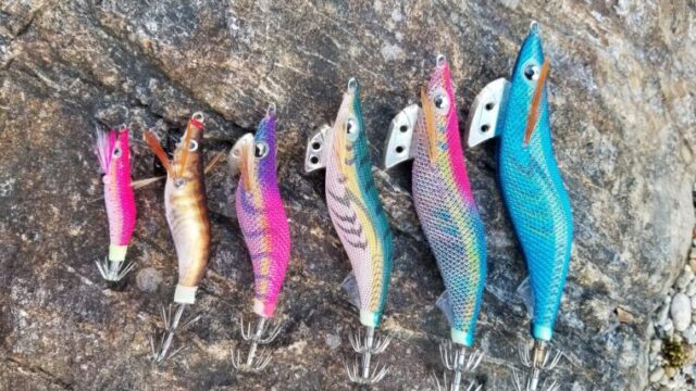 エギのサイズ選び】秋アオリイカには何号がいいの？？2.5号以下の