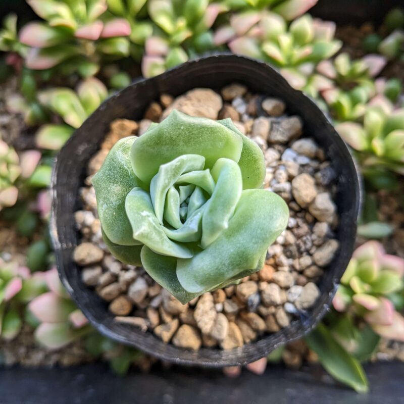 ラブリーローズ】の多肉植物の冬越し方法と育て方のコツ | グリーン