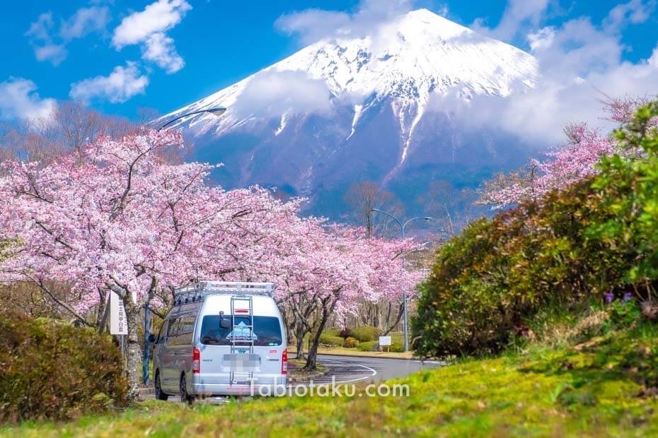 静岡県の穴場な桜スポット「富士桜自然墓地公園」で富士山、桜、愛車を