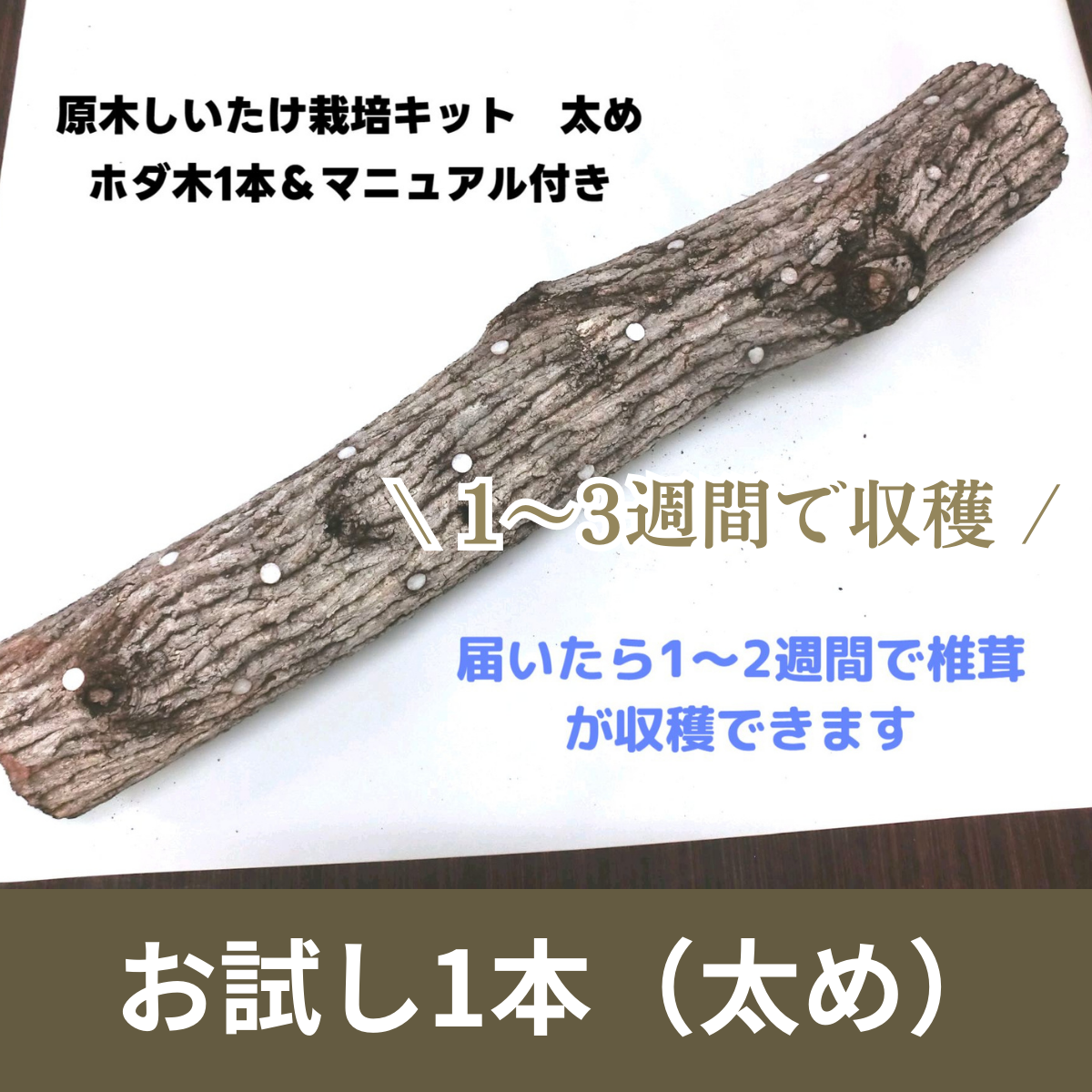 原木しいたけ栽培セットC（ホダ木1本太め）椎茸栽培キット | 原木