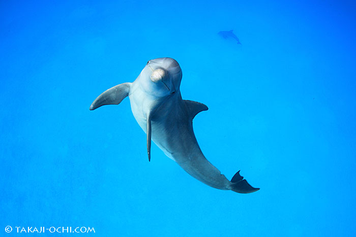 バハマドルフィンクルーズ2013 week2 毎日ハンドウイルカと泳ぐ