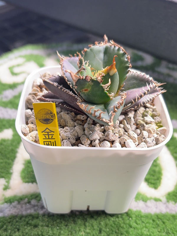 Takefornia Garden shop オンラインサイト / アカベ 金剛