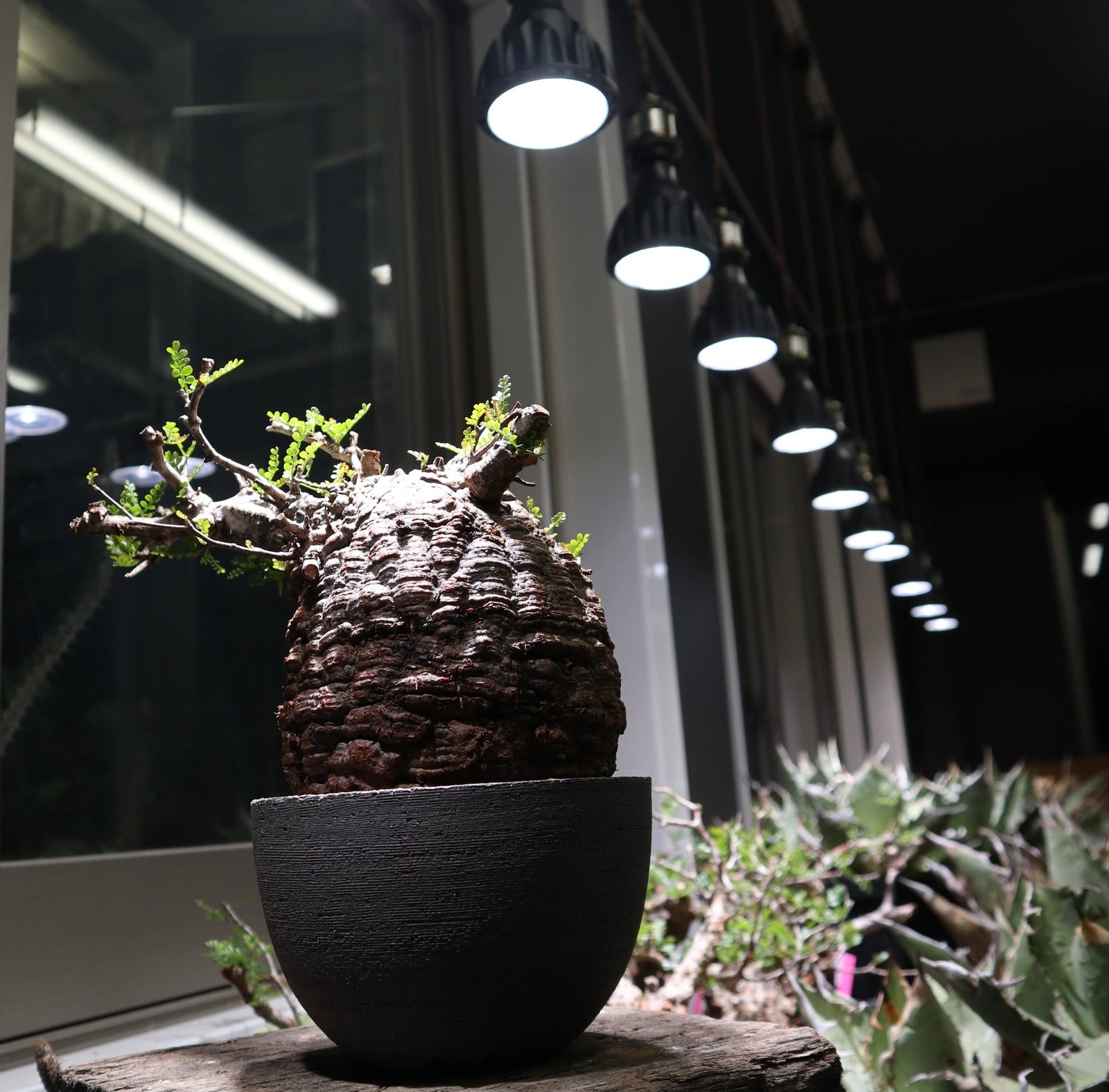 Helios】 Green LED – TaiShoDo ONLINE SHOP