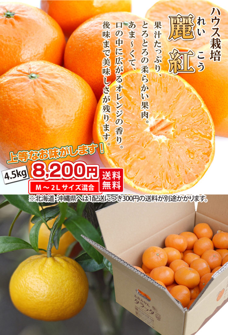 ハウス栽培 麗紅（れいこう）4.5kg