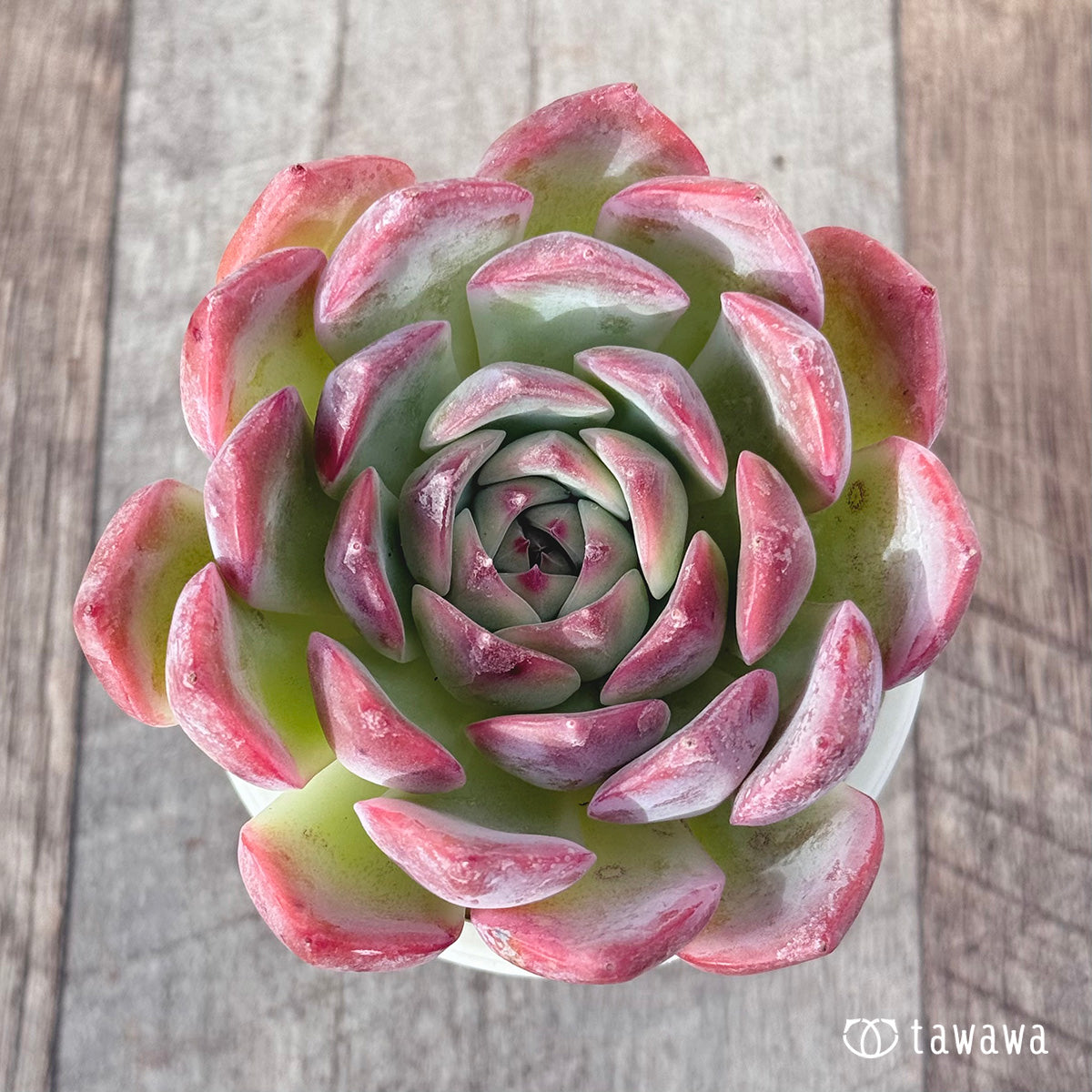 キャラリアン – 多肉植物の通販・販売サイト tawawa