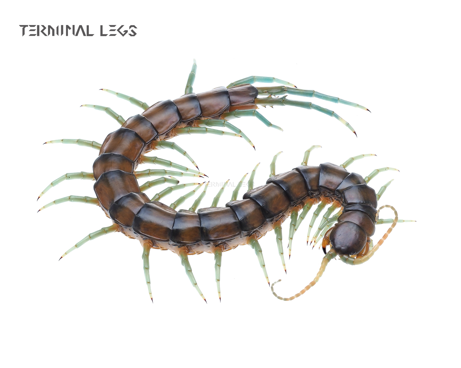 ムカデ | Terminal Legs