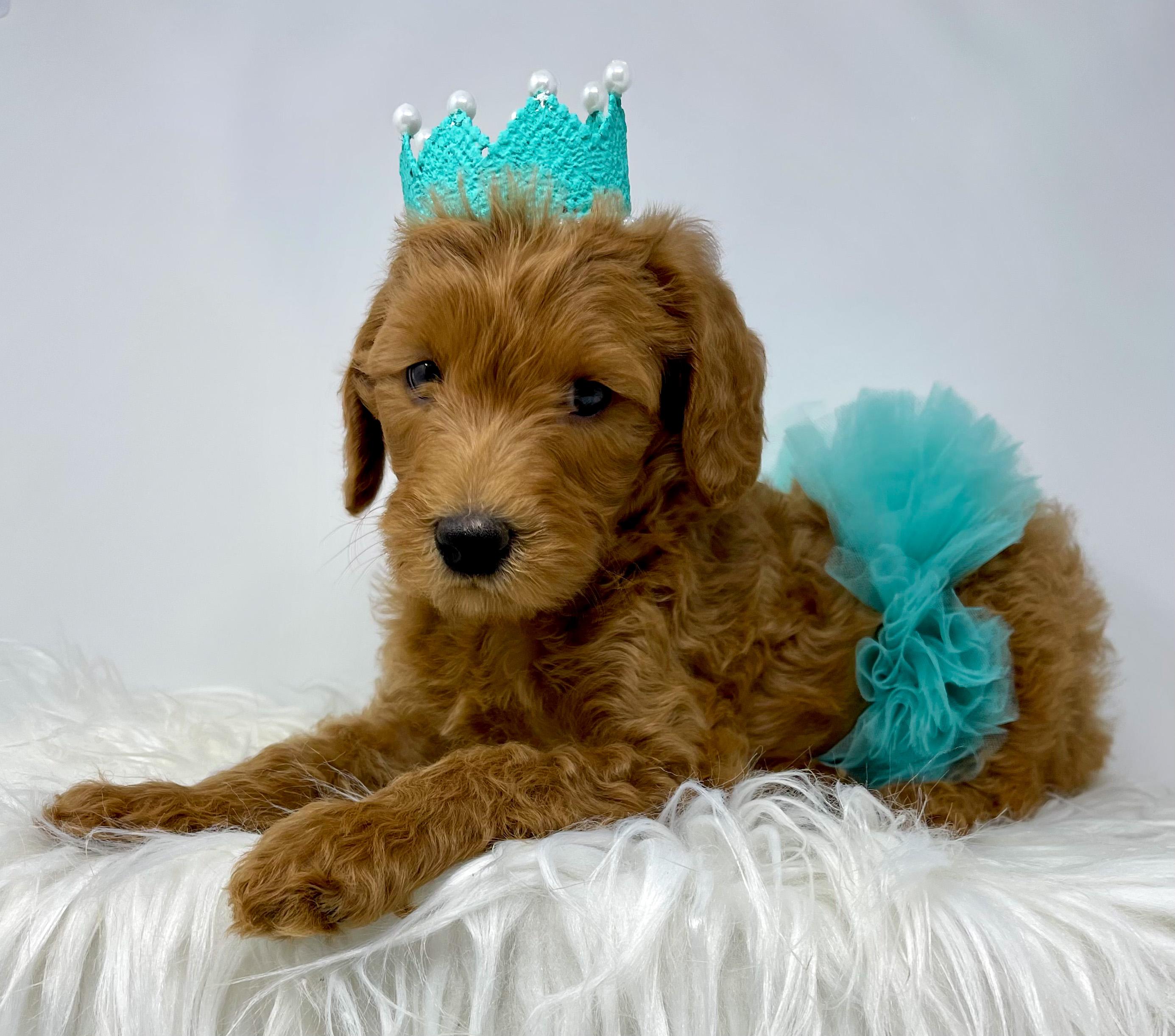 Must Love Doodles in North Carolina | Goldendoodle and Labradoodle