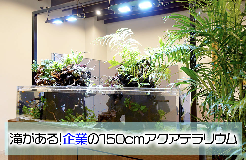 企業の150cm大型アクアテラリウム水槽のその後！新しい植物を導入しま