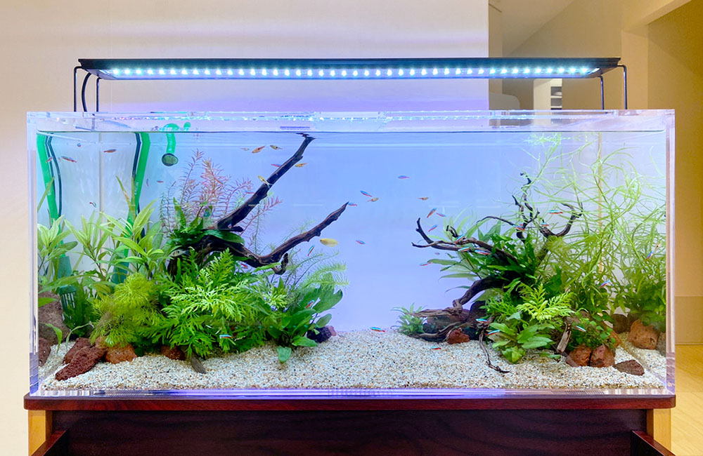 クリーンな水草水槽！内科クリニック様の90cmスリム淡水水槽｜東京