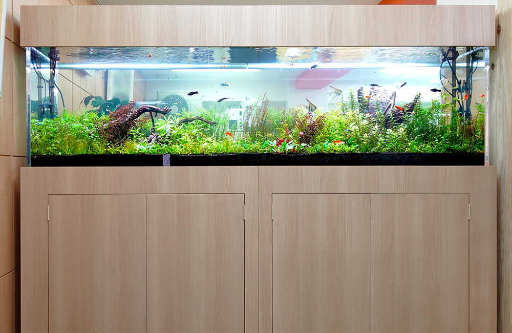 企業様に2m水草水槽を販売！定期メンテナンスで管理してます｜東京