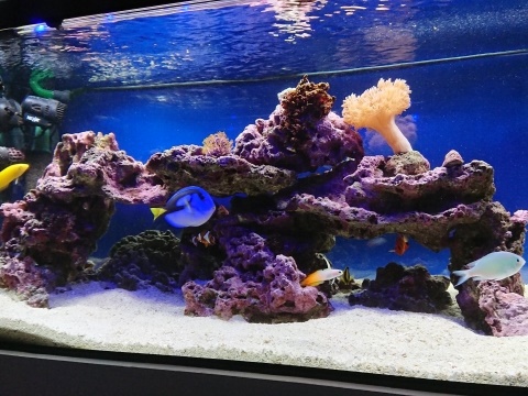 レプリカライブロック7選！海水水槽・サンゴ水槽向けの擬岩を特集