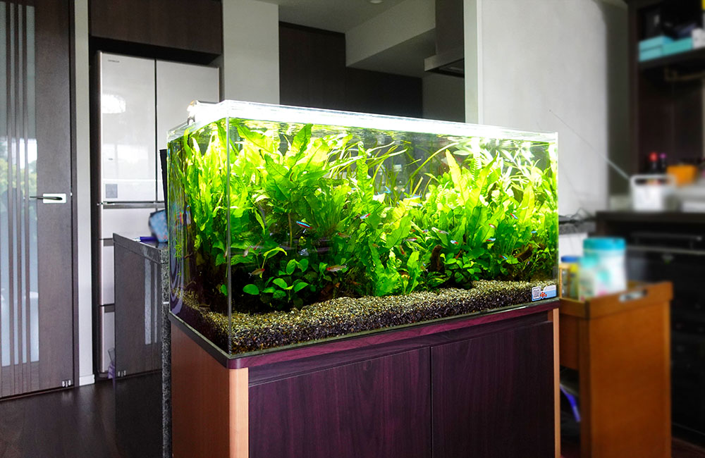 水草が成長！個人宅のリビングに設置された90cm水槽・その後｜東京