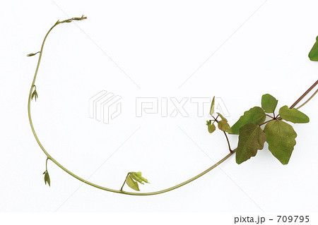 アケビの蔓の写真素材 [709795] - PIXTA