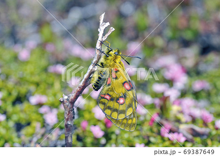 ウスバキチョウの雌（北海道・大雪山）の写真素材 [69387649] - PIXTA